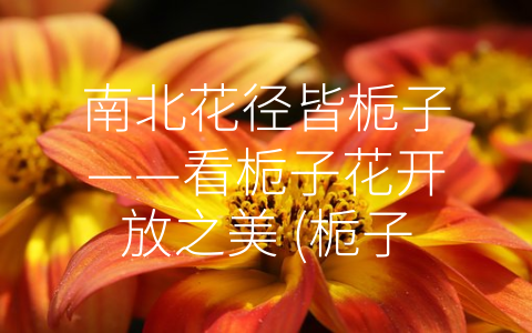 南北花径皆栀子——看栀子花开放之美 (栀子花什么时候开)