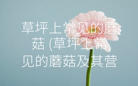 草坪上常见的蘑菇 (草坪上常见的蘑菇及其营养与毒性)