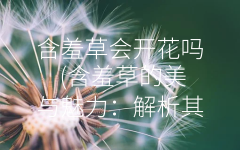 含羞草会开花吗 (含羞草的美与魅力：解析其开花现象)