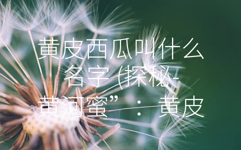 黄皮西瓜叫什么名字 (探秘-黄河蜜”：黄皮西瓜的多重魅力)