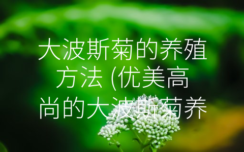 大波斯菊的养殖方法 (优美高尚的大波斯菊养殖攻略)