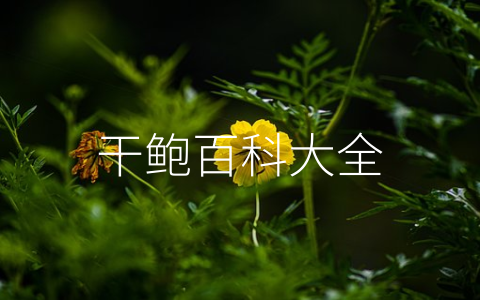 干鲍百科大全